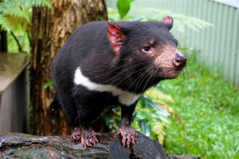 things to learn about the tasmanian devil